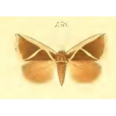 /filer/webapps/moths/media/images/D/decussis_Fodina_Saalmuller_1891_156.jpg