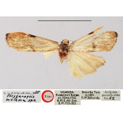 /filer/webapps/moths/media/images/M/melema_Phryganopsis_HT_BMNH.jpg