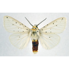 /filer/webapps/moths/media/images/P/punctulatum_Micralarctia_AM_NHMO.jpg