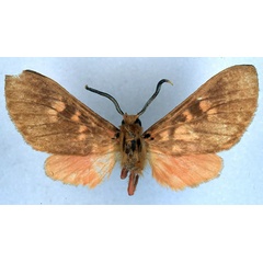 /filer/webapps/moths/media/images/H/haematoessa_Hippurarctia_ST_BMNH_01.jpg