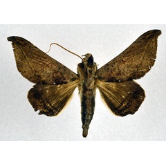 /filer/webapps/moths/media/images/T/tavetensis_Ogovia_A_NHMO.jpg