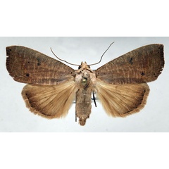 /filer/webapps/moths/media/images/M/multistriata_Exophyla_AF_Schellhorn.jpg