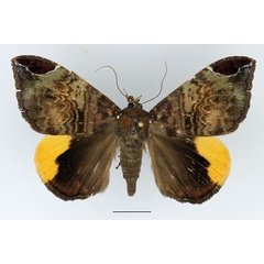 /filer/webapps/moths/media/images/P/praestans_Achaea_AF_Basquin.jpg