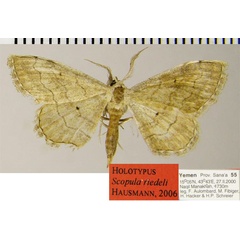 /filer/webapps/moths/media/images/R/riedeli_Scopula_HT_ZSMa.jpg