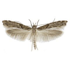 /filer/webapps/moths/media/images/O/ocypora_Yponomeuta_AM_Agassiz.jpg