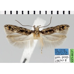 /filer/webapps/moths/media/images/S/sematica_Gelechia_AF_ZMHB.jpg