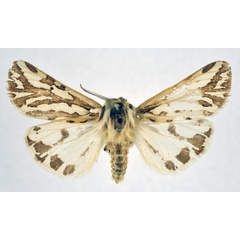 /filer/webapps/moths/media/images/V/vocula_Paralacydes_AM_NHMO.jpg