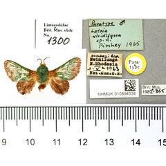 /filer/webapps/moths/media/images/V/viridifusca_Latoia_PT_BMNH.jpg