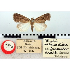 /filer/webapps/moths/media/images/F/fuscoirrorata_Athetis_HT_BMNH.jpg