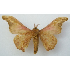 /filer/webapps/moths/media/images/H/herilla_Cyrtogone_AM_NHMUKb.jpg