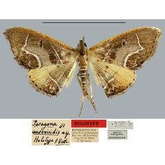 /filer/webapps/moths/media/images/A/auroviridis_Paragona_HT_MNHN.jpg