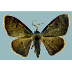 /filer/webapps/moths/media/images/V/vidalensis_Isoplenodia_AM_ZSMa.jpg