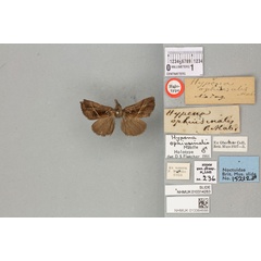 /filer/webapps/moths/media/images/O/ophiusinalis_Hypena_HT_BMNHa.jpg