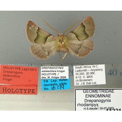 /filer/webapps/moths/media/images/A/asteiochlora_Drepanogynis_HT_TMSA.jpg