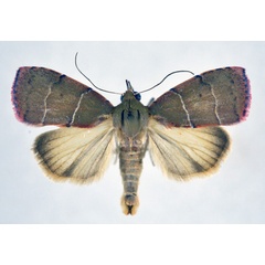 /filer/webapps/moths/media/images/V/verna_Chlorozada_AM_NHMO_02.jpg
