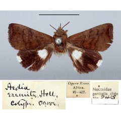 /filer/webapps/moths/media/images/E/eremita_Aedia_PT_BMNH.jpg