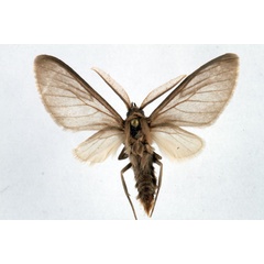 /filer/webapps/moths/media/images/S/subcanescens_Apisa_AM_Ochse.jpg