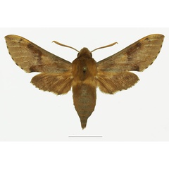 /filer/webapps/moths/media/images/S/socotrensis_Hippotion_AF_Basquina.jpg