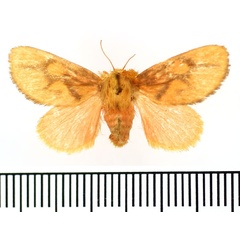 /filer/webapps/moths/media/images/L/lateritia_Micraphe_AF_BMNH.jpg