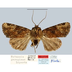 /filer/webapps/moths/media/images/G/germainae_Eutamsia_HT_MNHN_Uompj9G.jpg