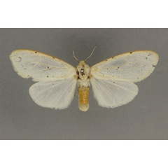 /filer/webapps/moths/media/images/F/flavizonata_Paralpenus_AF_BMNH.jpg