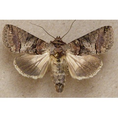 /filer/webapps/moths/media/images/T/triopis_Abrostola_A_Butler.jpg