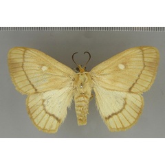 /filer/webapps/moths/media/images/A/albidiscalis_Strigivenifera_HT_BMNH.jpg