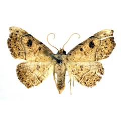 /filer/webapps/moths/media/images/D/drepanodes_Corgatha_A_NHMO.jpg