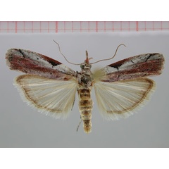 /filer/webapps/moths/media/images/T/triangulata_Faveria_PT_ZMHB.jpg