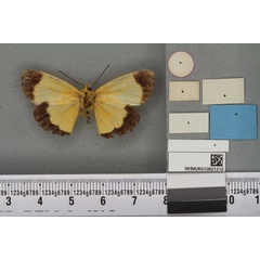 /filer/webapps/moths/media/images/C/celis_Arctiopais_HT_BMNHb.jpg