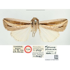 /filer/webapps/moths/media/images/P/panarista_Mythimna_HT_BMNH.jpg