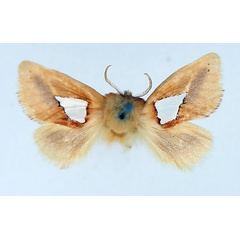 /filer/webapps/moths/media/images/P/pusilla_Latoiola_AF_TMSA.jpg