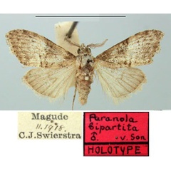/filer/webapps/moths/media/images/B/bipartita_Paranola_HT_TMSA.jpg