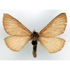 /filer/webapps/moths/media/images/T/thunbergii_Phyllalia_AF_Basquin.jpg