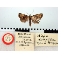 /filer/webapps/moths/media/images/A/atrivitta_Oligia_HT_BMNH.jpg
