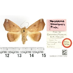 /filer/webapps/moths/media/images/A/amaniensis_Herpeperas_AT_BMNH.jpg