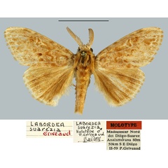 /filer/webapps/moths/media/images/S/suarezi_Labordea_HT_MNHN.jpg
