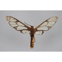 /filer/webapps/moths/media/images/X/xanthopleura_Myopsyche_A_BMNH.jpg