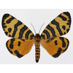 /filer/webapps/moths/media/images/T/tigris_Amphicallia_AF_Basquin_01.jpg