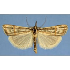 /filer/webapps/moths/media/images/N/nigrisquamalis_Aurotalis_AM_Bassi.jpg