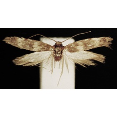 /filer/webapps/moths/media/images/J/jemenensis_Enolmis_HT_ZMUC.jpg