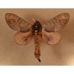 /filer/webapps/moths/media/images/C/cuneilinea_Catalebeda_A_Butler.jpg