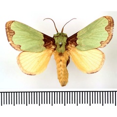 /filer/webapps/moths/media/images/U/urda_Latoia_AM_BMNH.jpg
