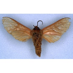 /filer/webapps/moths/media/images/N/nigricornis_Metarctia_HT_RMCA_02.jpg