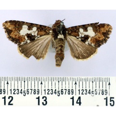 /filer/webapps/moths/media/images/G/glebosa_Saalmuellerana_AF_BMNH.jpg