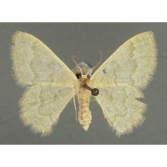 /filer/webapps/moths/media/images/S/stibolepida_Phaiogramma_AF_TMSA_02.jpg