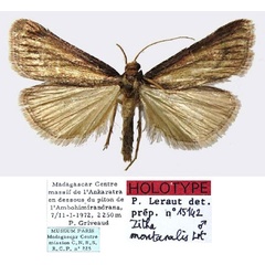 /filer/webapps/moths/media/images/M/montanalis_Zitha_HT_MNHN.jpg