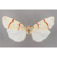 /filer/webapps/moths/media/images/S/saalmuelleri_Cyana_LT_BMNH.jpg
