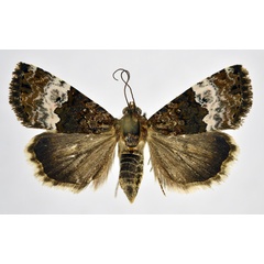 /filer/webapps/moths/media/images/D/decissima_Aconzarba_AF_NHMO.jpg