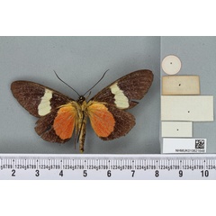 /filer/webapps/moths/media/images/N/nigrifimbriata_Rothia_HT_BMNHb.jpg